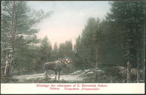 Alleslags dyr udstoppes af E.Bjørnstad, Røken. K-1