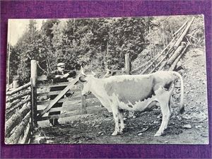 Ku og bonde ved grind - Peter AstrupsKunstforlag - brukt i 1907