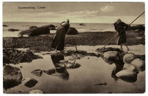 TARESAMLING, LISTER (Mittet "Kjenn ditt land" Serie V nr 42). Ubrukt og meget pent