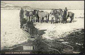 Shackleton. 19 old postcards.