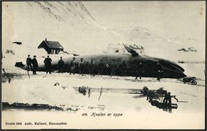 Hvalfangst. 17 postkort i småformat, alle fra de nordlige breddegrader/Spitsbergen.
