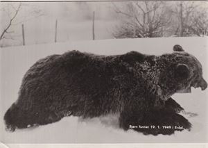 Sogn og Fjordane - Bjørn skoten i Erdal (i Lærdal) i 1949