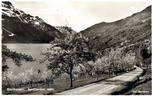 Postkort Sørfjorden