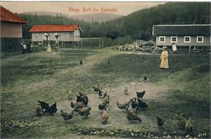 Akerhus Hakkedal, parti fra (NK 996). Småf. kolorert. Stpl. Minimal hj.slitasje, ellers pen kvalitet.